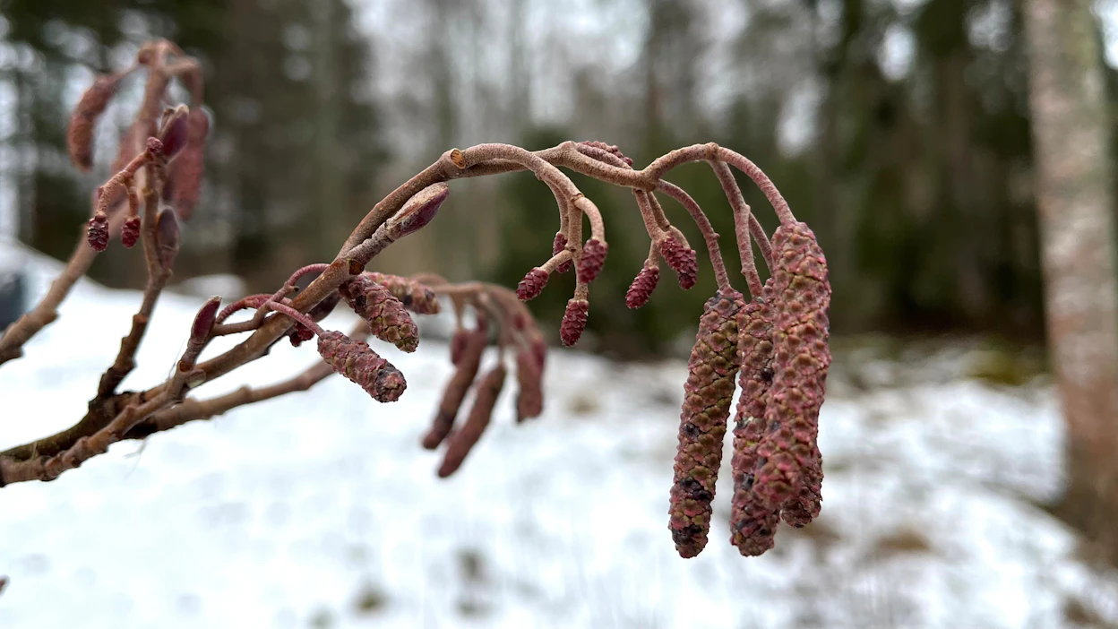 Siitepölyennusteen mukaan lepän kukinta voimistuu maan lounais- ja eteläosissa sään lämmetessä.