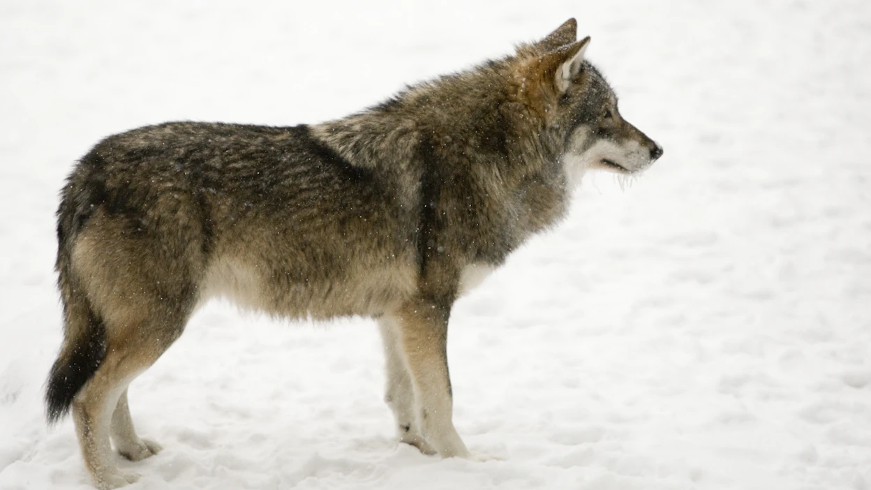 Suomessa eduskunta on linjannut, että suotuisan suojelutason viitearvo ei voi perustua pelkästään genetiikkaan.