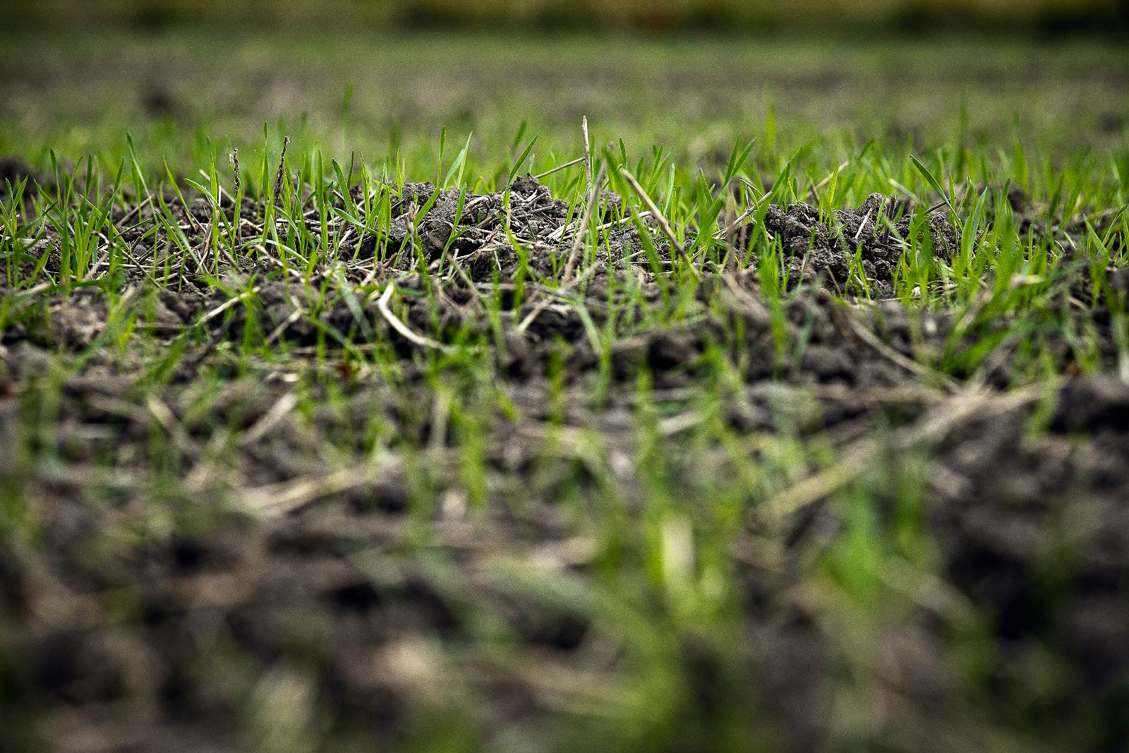 Vihreät syysmaisemat kertovat syysviljoja olevan kylvössä kohtuullisen paljon.