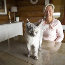 Paula Tontti kasvattaa maine coon -kissoja Orimattilassa.