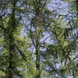 Suomen pisin puu ei monen yllätykseksi ole mänty tai kuusi. Kuvassa lehtikuusiin kuuluva siperianlehtikuusi.