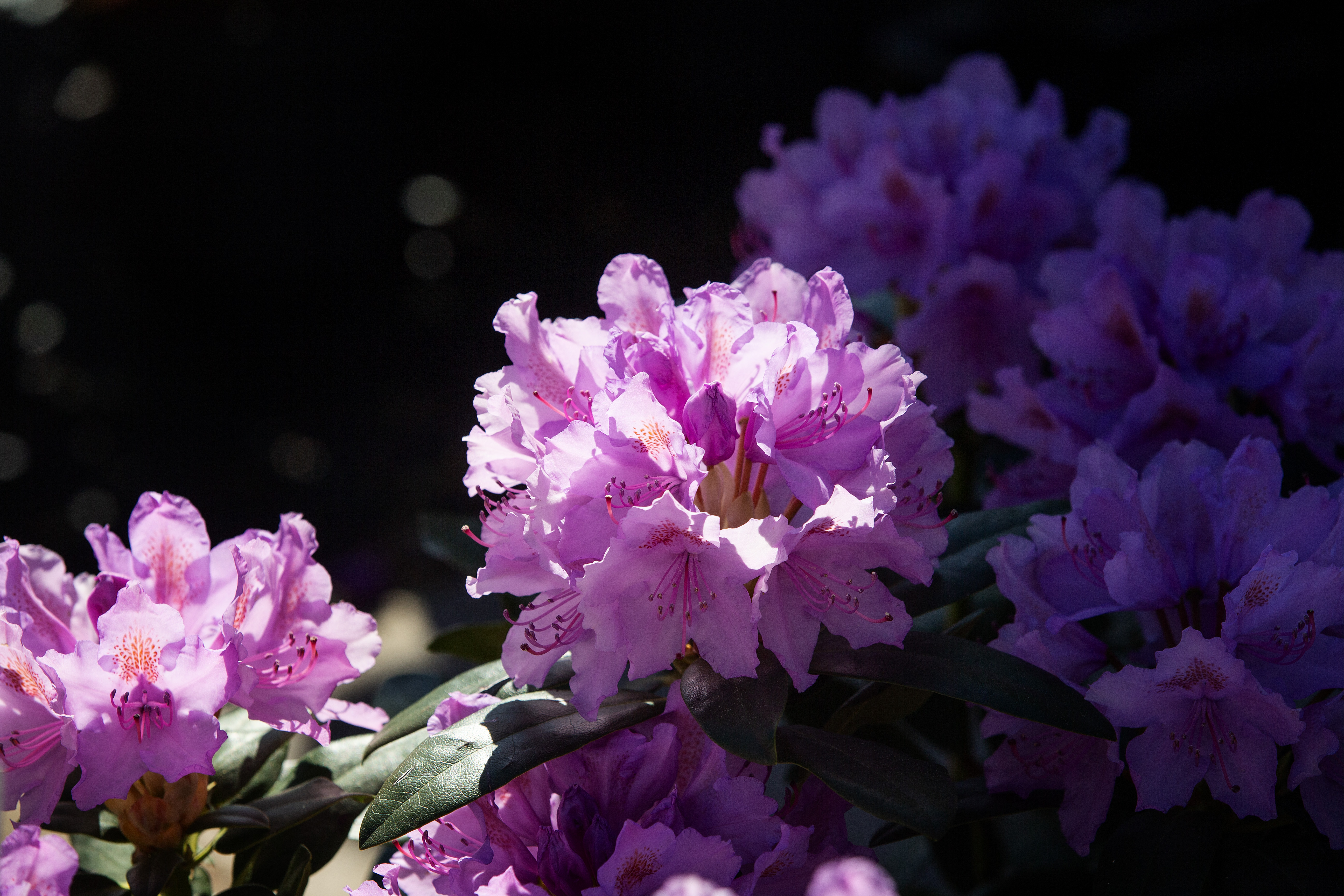 Lähimmän viiden vuorokauden sää on kokonaisuudessaan melko tavanomainen vuodenaikaan nähden.