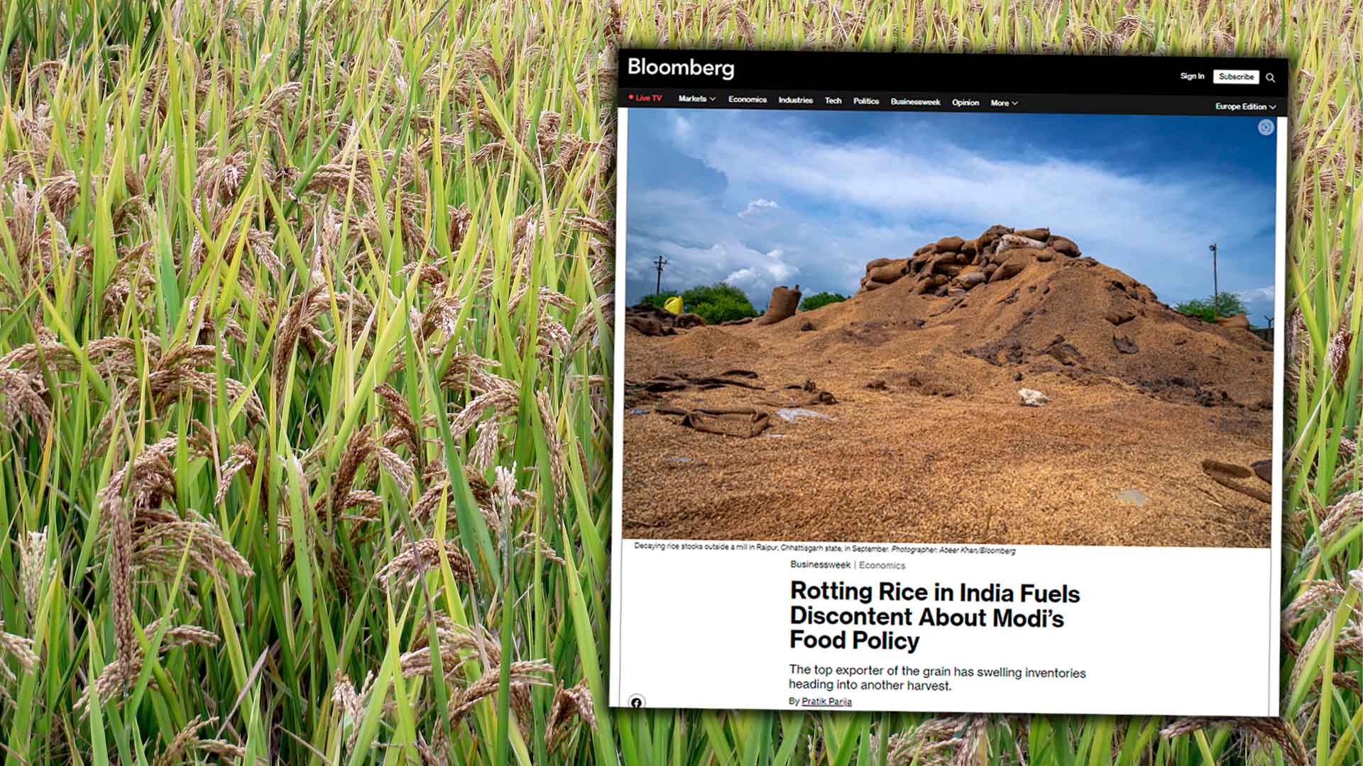 Riisivarastot mätänivät Raipurissa sijaitsevan tehtaan ulkopuolella syyskuussa Intian Chhattisgarhin osavaltiossa. 