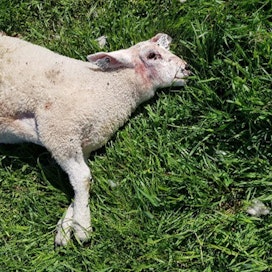 Susien tappama lammas Nietosvaaran lammastilan laitumella.