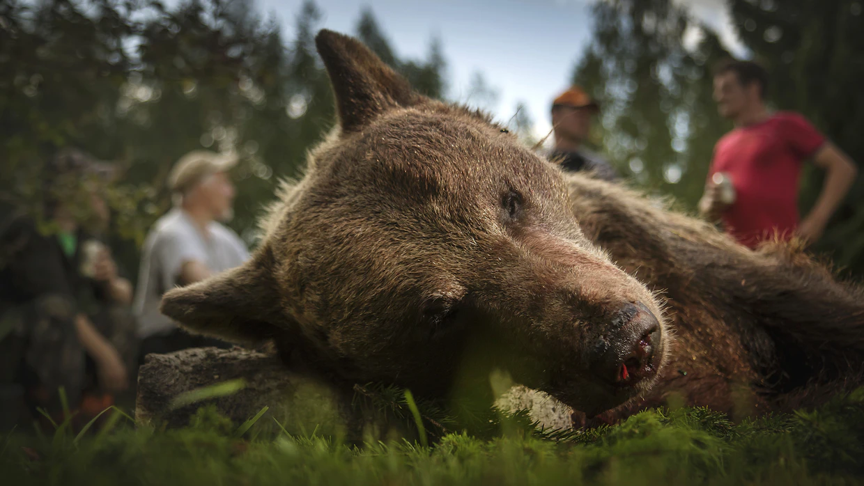Karhun metsästys on jäänyt välistä useana vuotena valitusten takia.