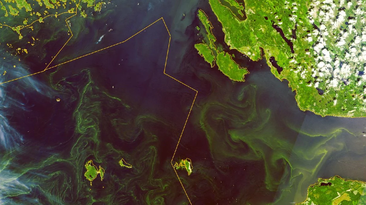 Satelliittihavainto keskiviikon sinilevästä itäisellä Suomenlahdella. Kuva sisältää muokattua Copernicus-dataa.