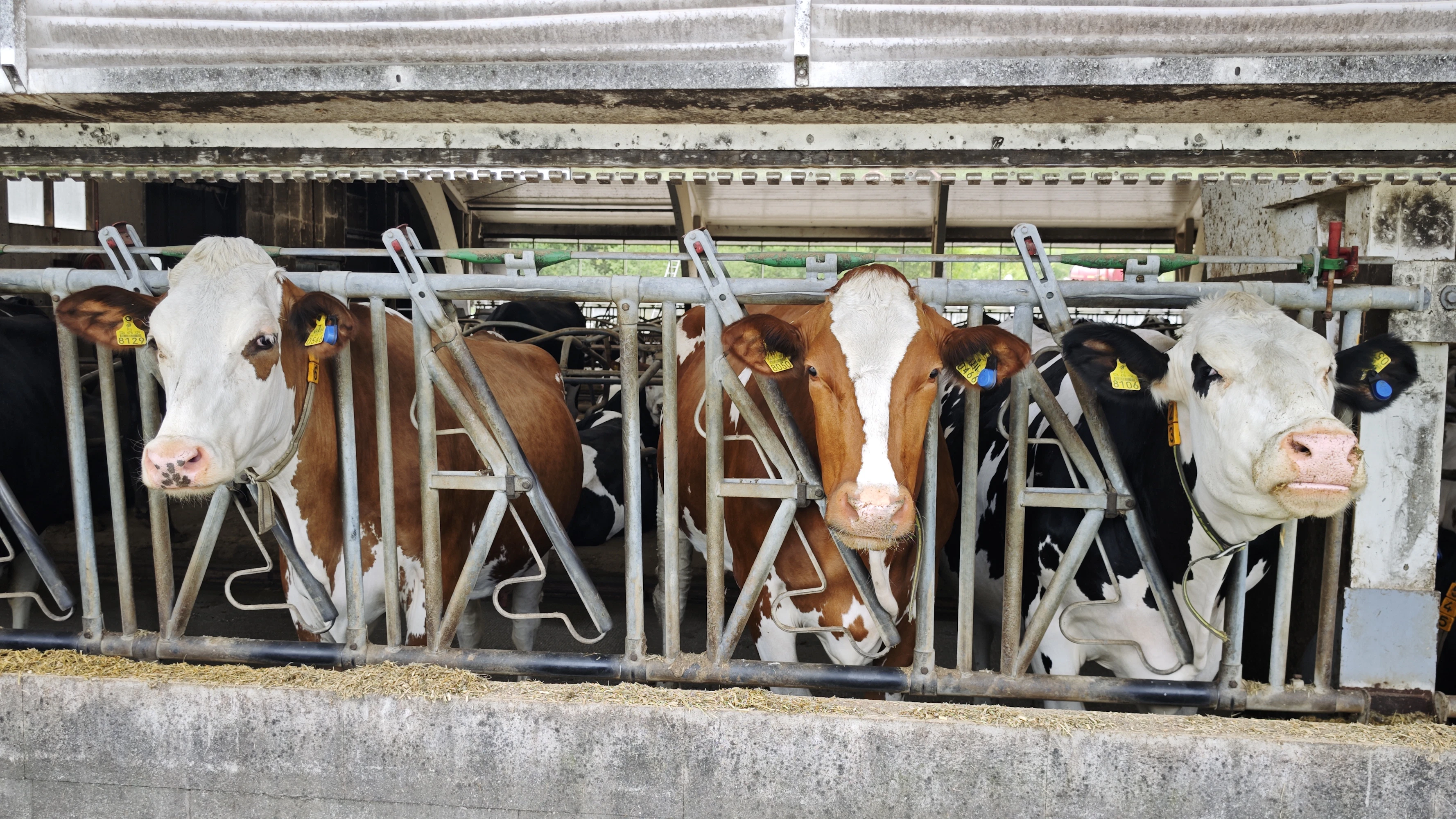 Lähteenmäen maitotilan karja koostuu risteytyksistä. Navetasta löytyy vain muutama puhdasrotuinen holstein. Risteytysten järeämpi rakennekin on nykyisin etu. Ruhojen hinnat ovat nousseet, joten myös lihasta saatava hinta kannustaa risteytyksiin.