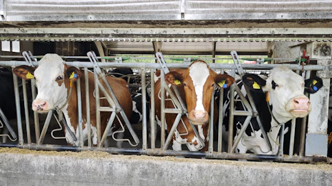 Lähteenmäen maitotilan karja koostuu risteytyksistä. Navetasta löytyy vain muutama puhdasrotuinen holstein.  Risteytysten järeämpi rakennekin on nykyisin etu. Ruhojen hinnat ovat nousseet, joten myös lihasta saatava hinta kannustaa risteytyksiin.
