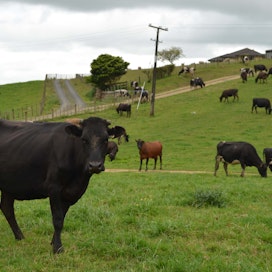 Uusi-Seelanti on iso maataloustuotteiden viejä. Maassa asuu viisi miljoonaa ihmistä, 10 miljoonaa nautaa ja 26 miljoonaa lammasta.