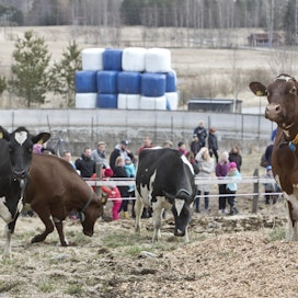 Vuonna 2017 lehmät pääsivät laitumelle Akaassa Heikkilöiden tilalla Valion järjestämässä tilaisuudessa.