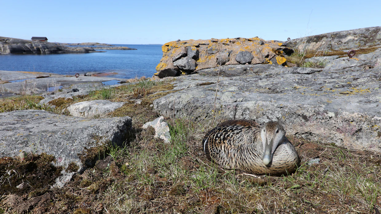 Vieraspedot pystyvät tuhoamaan tehokkaasti kokonaisten saarien pesät. Merikotkan vaikutus taas on pahimmillaan silloin kun haahkapoikueet lähtevät merelle. Merikotkat saalistavat poikasten lisäksi aikuisia naaraita.