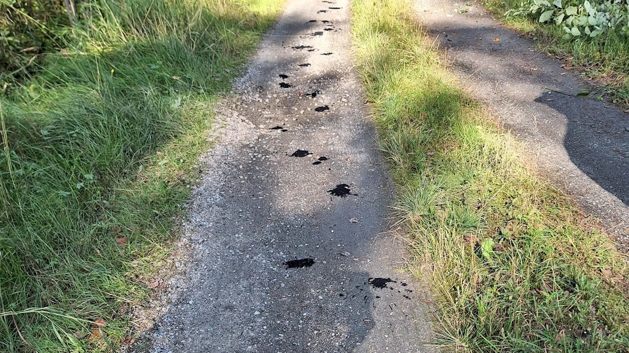 Tiellä oli lyhyellä matkalla useita mustikasta ja puolukasta koostuneita läiskiä.