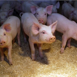 Ruotsissa tuotetaan kulutusta vähemmän sian- ja naudanlihaa. 
