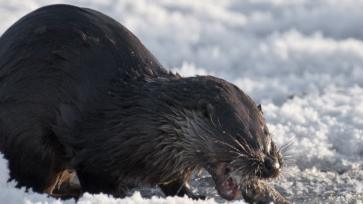 Saukko syömässä saaliskalaansa.