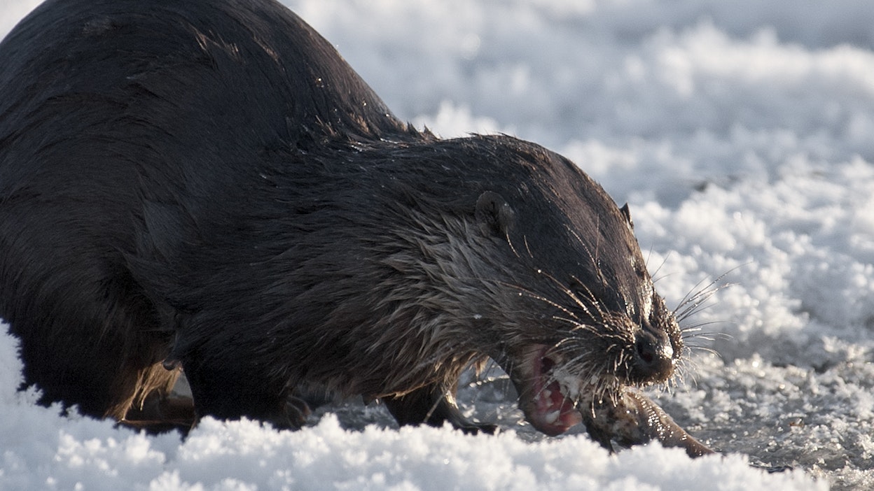 Saukko aterialla. Kuvituskuva.