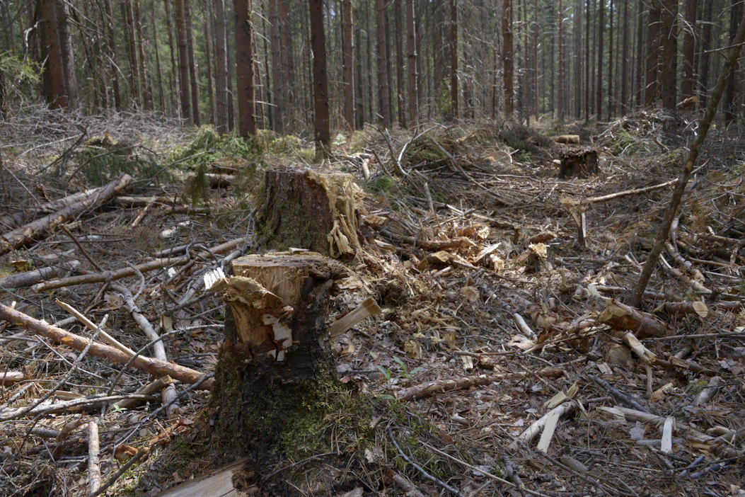 Esityksessä ehdotetaan uusien rikosnimikkeiden, kuten metsäkatorikoksen, lisäämistä rikoslakiin. Kuvituskuva.