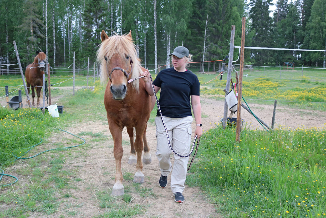 Ronja Röpelinen ja Salaluukku osallistuvat Työmestaruuskilpailuihin ensimmäistä kertaa. " Tavoitteena on hyväksytty tulos ja mukava kisakokemus”, Ronja muotoilee.