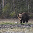 Poliisin mukaan Jämsässä lopetettu karhu ei pystynyt käyttämään jalkaansa pyyntiraudan takia. Kuvituskuva.
