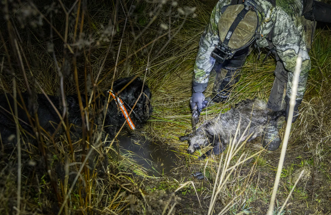 Supikoiria pyydetään koirien avulla pintapyyntinä. Koira jäljittää vieraspedon, metsästäjä taas löytää koiran ja supikoiran luo tutkapannan paikannustietojen perusteella. Metsästäjän tehtäväksi jää supikoiran lopettaminen.
