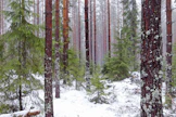 Puukauppojen vauhti on kiihtynyt muutaman edellisen viikon aikana.