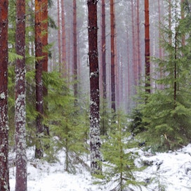 Yksi ilmastopaneelin ehdottamista ilmastotoimista on jatkuvapeitteiseen metsänkasvatukseen siirtyminen sellaisilla ojitetuilla turvemailla, joille se sopii.
