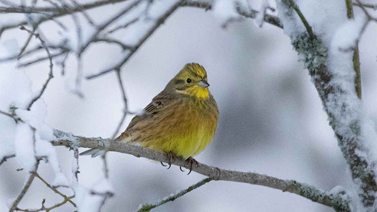 Keltasirkut ovat keltaisen, oranssin ja ruskeankirjavia lintuja. Kuvassa kirkasvärisempi koiras.