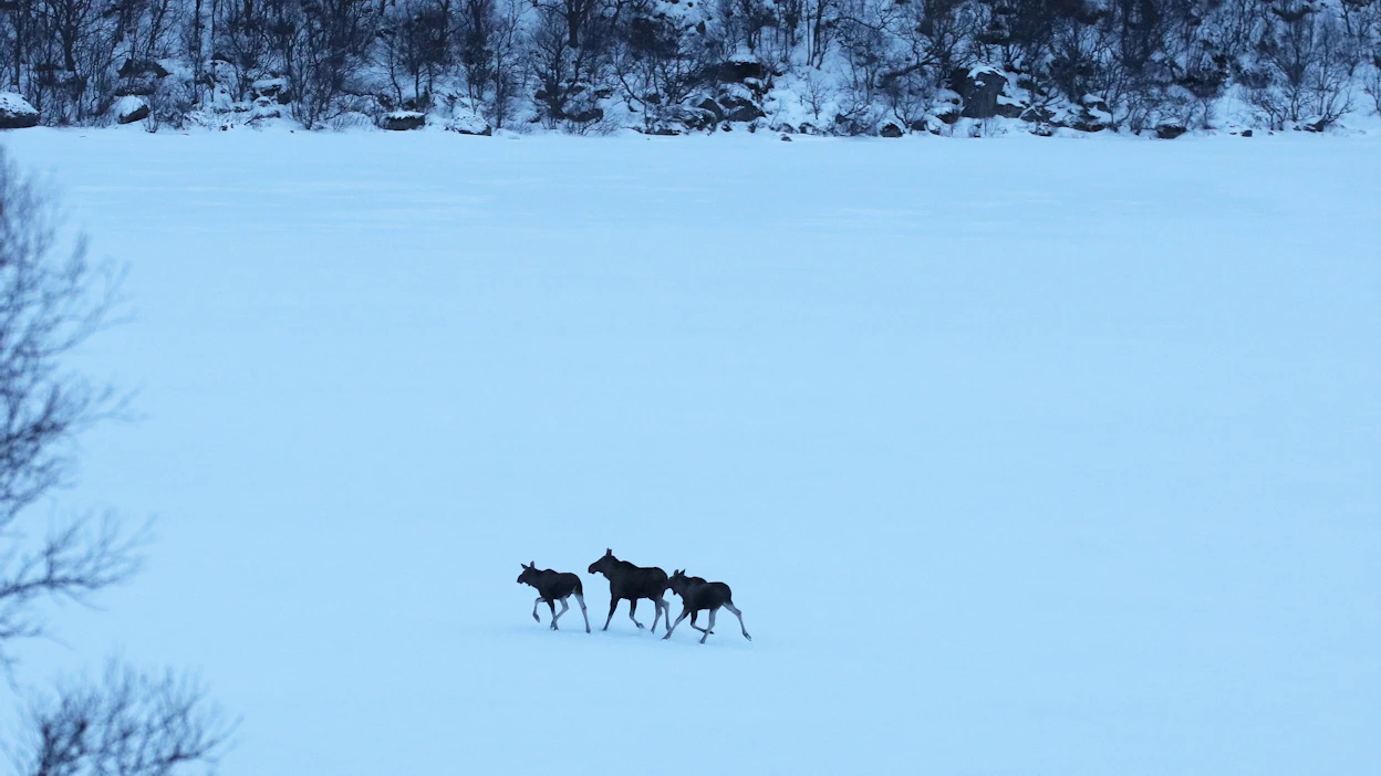 Tutkijoiden mukaan lentolaskentamenetelmä on kenties luotettavin hirvikannan koon arvioinnissa käytettävistä menetelmistä. Kuvituskuva.