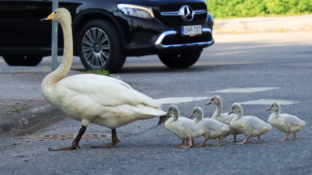 Aiempina vuosina Jokelan kaduilla on nähty joutsenista varoittavia liikennemerkkejä.