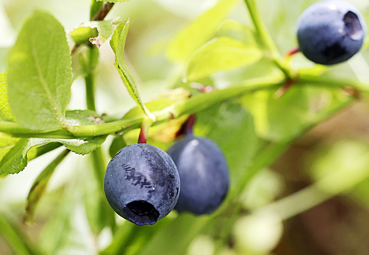 Mustikoiden tummahko väri viestittää niiden sisältävän paljon flavonoideja, etenkin antosyaaneja ja proantosyanideja.
