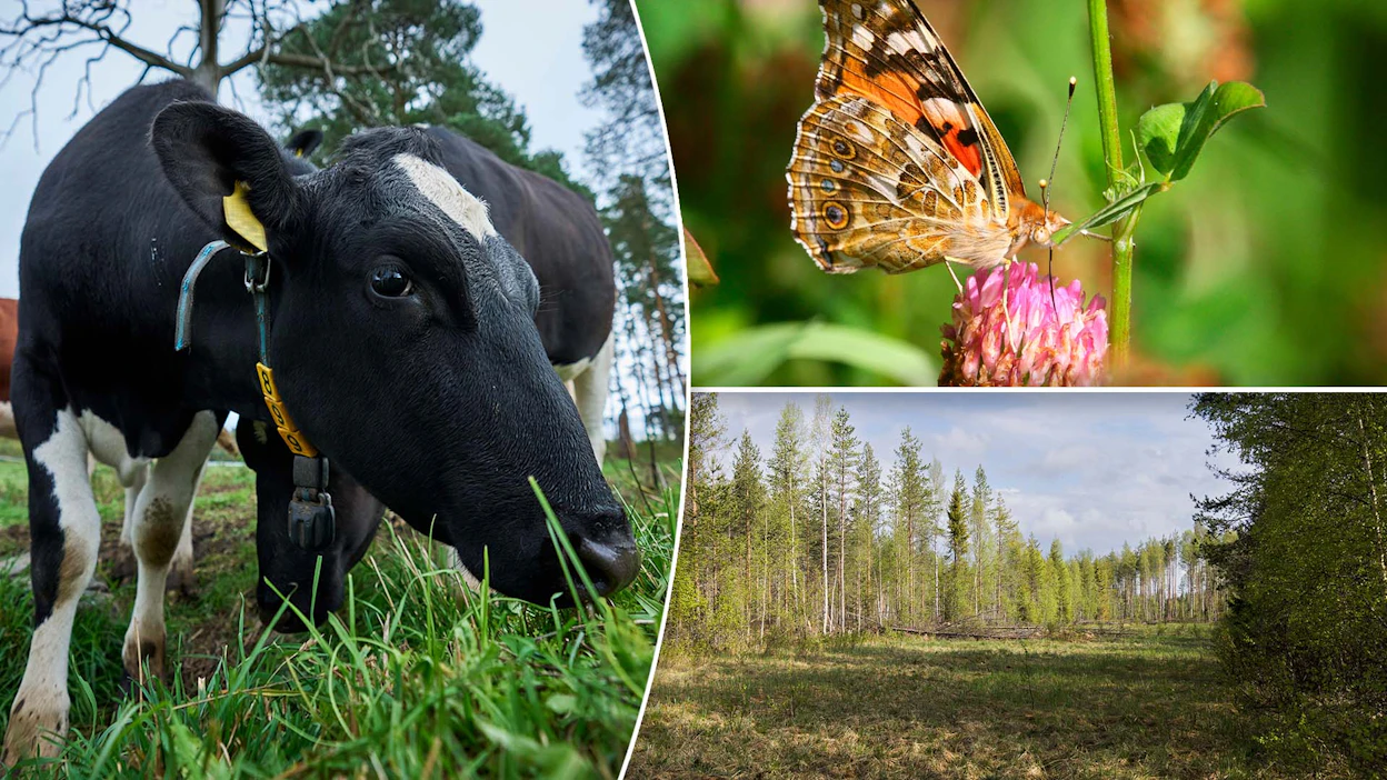 Ympäristösuunnitelmassa ehdotetaan monia eri luonnon hoitotoimenpiteitä, kuten laidunnusta.