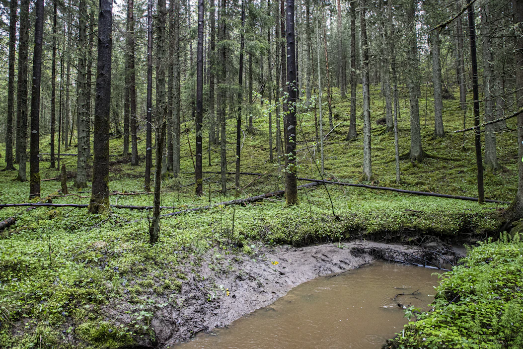 Suojavyöhykkeen jättämiseen voi hakea jatkossa Metka-tukea. Uusilla tuilla halutaan kannustaa maanomistajia vahvistamaan luonnon monimuotoisuutta.