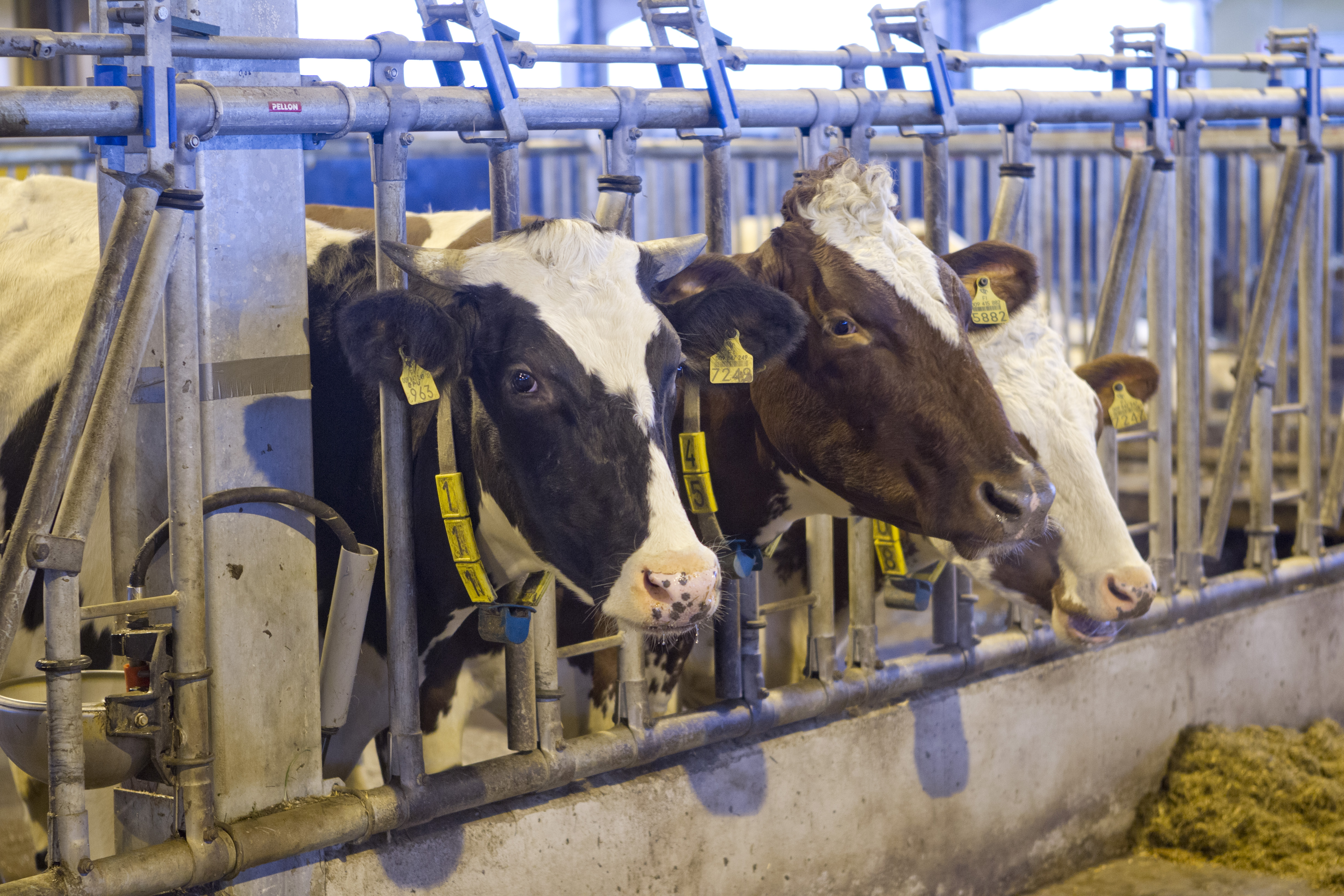 Voittajatilalla on noin 1 500 lehmää. Kuvassa suomalaisia lehmiä pihatossaan. 