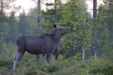 Ylivuotinen hirvi syö koivunlehtiä Suomussalmella. Kuvituskuva.