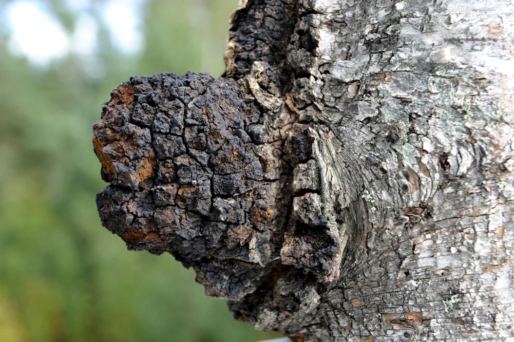 Metsänomistajat haluaisivat tuottaa lisää pakurikääpää tai muita luonnontuotteita metsissään.