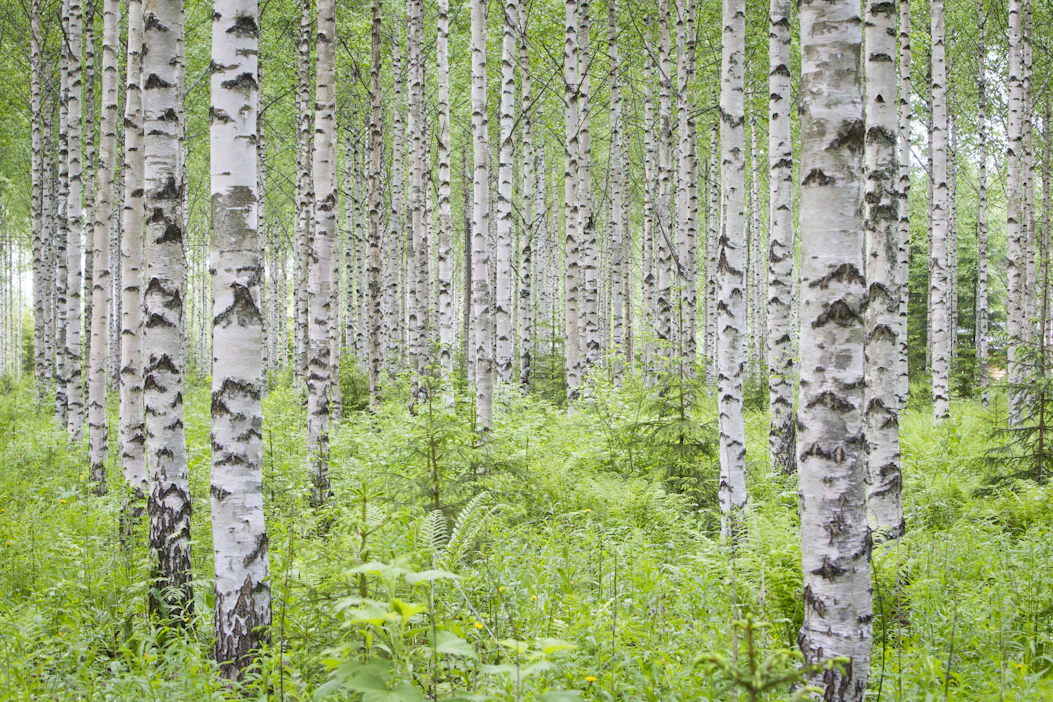 Lehtipuista rauduskoivulla olisi menekkiä, mutta monet metsänomistajat epäröivät koivun kasvattamista hirvituhoriskin vuoksi.