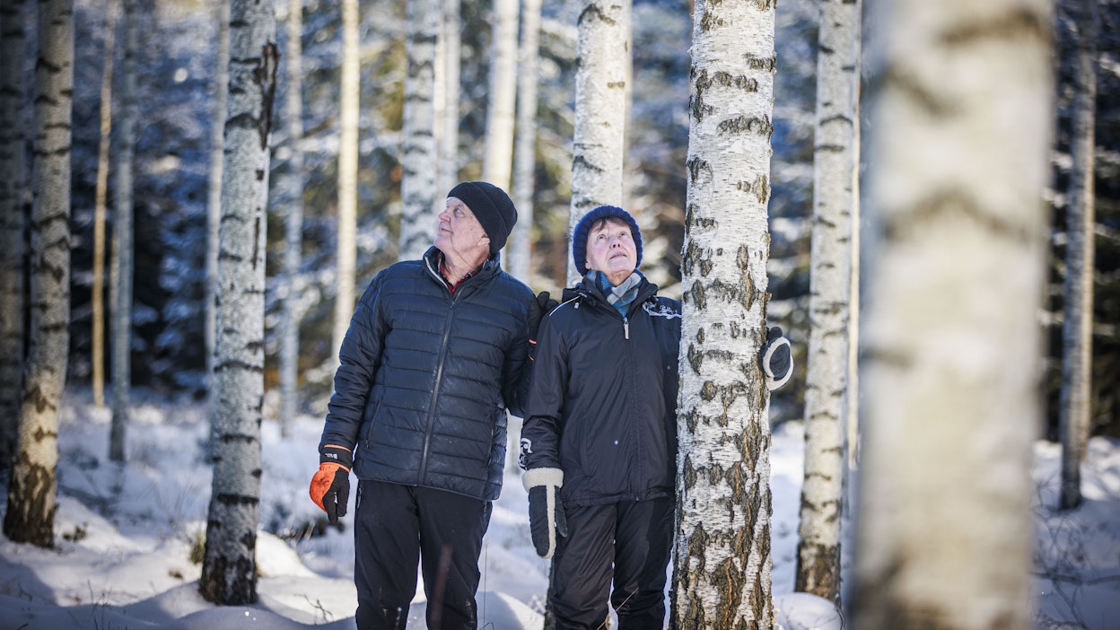 Luonto tiesi paremmin, Kaino ja Anna-Liisa Lehtilä tuumivat. Tähän piti tulla puhdas männikkö, mutta koivut tunkivat paikalle väkisin.