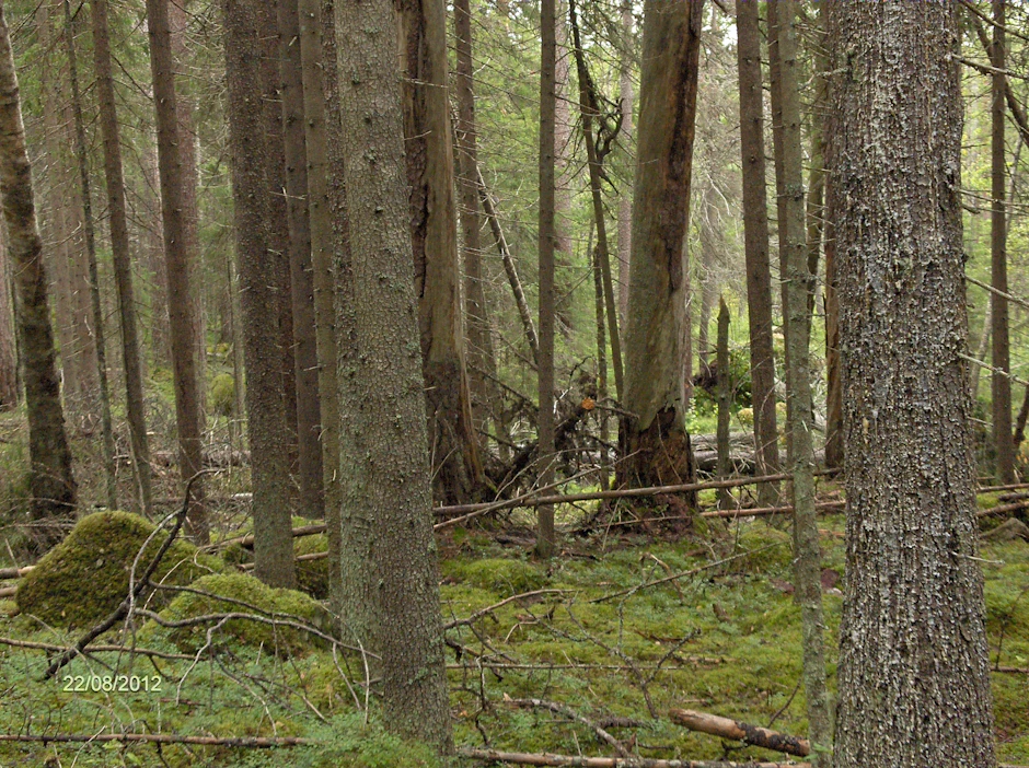 Mitä enemmän on ikääntyneitä, ylivanhoja metsiä, joissa kasvu on heikkoa tai pysähtynyt, sitä enemmän myös hiilinielut ovat hiipuneet.