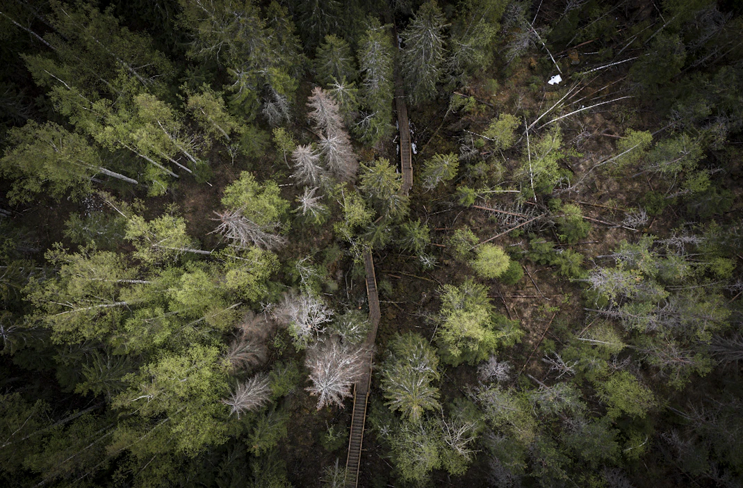 Kirjeen tarkoituksena on herätellä metsänomistajia käymään metsätilallaan ja tarkistamaan, näkyykö kuusikoissa merkkejä hyönteistuhoista.