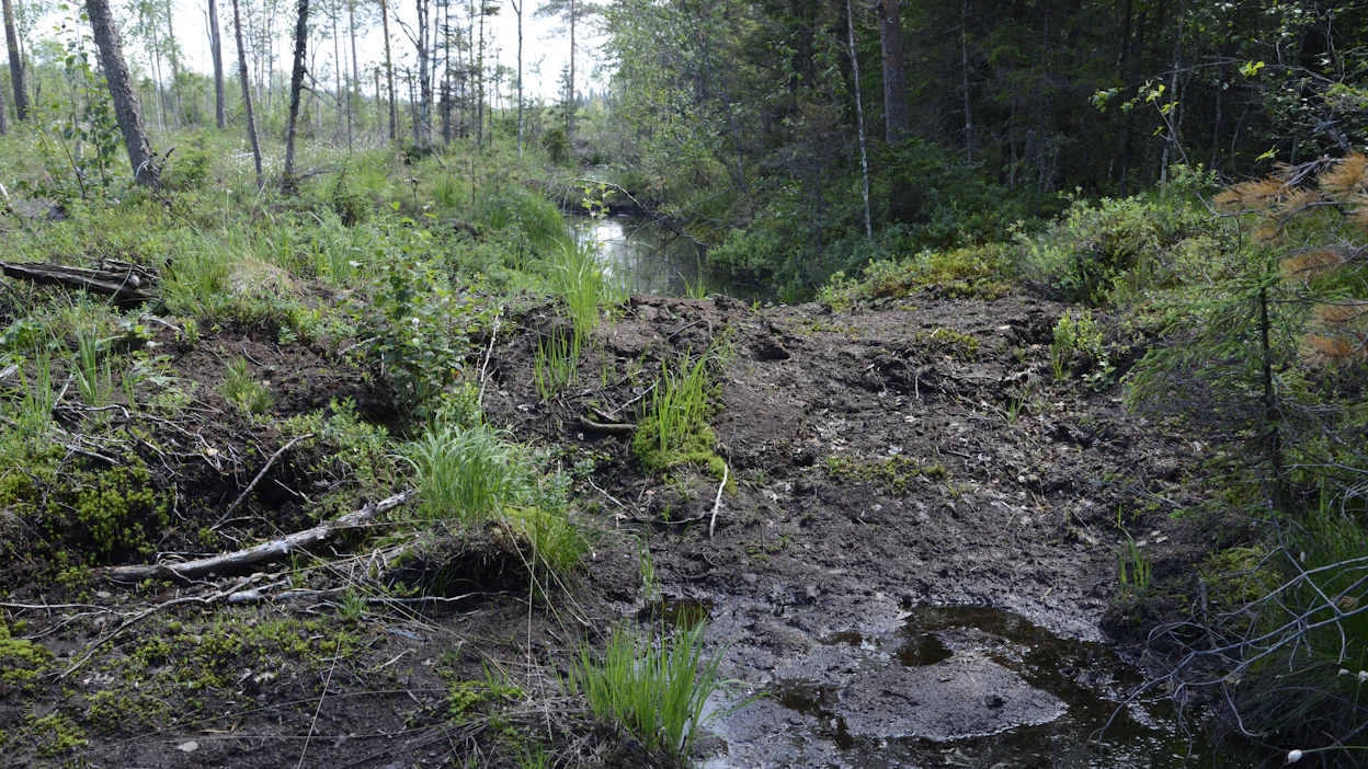 Uudistuksen myötä tukea voisi saada muun muassa suon ennallistamiseen, suuremman lehtipuuosuuden jättämiseen taimikon ja nuoren metsän hoitotyössä, suojavyöhykkeen jättämiseen ja lehdon luonnonhoitoon. Kuvituskuva.