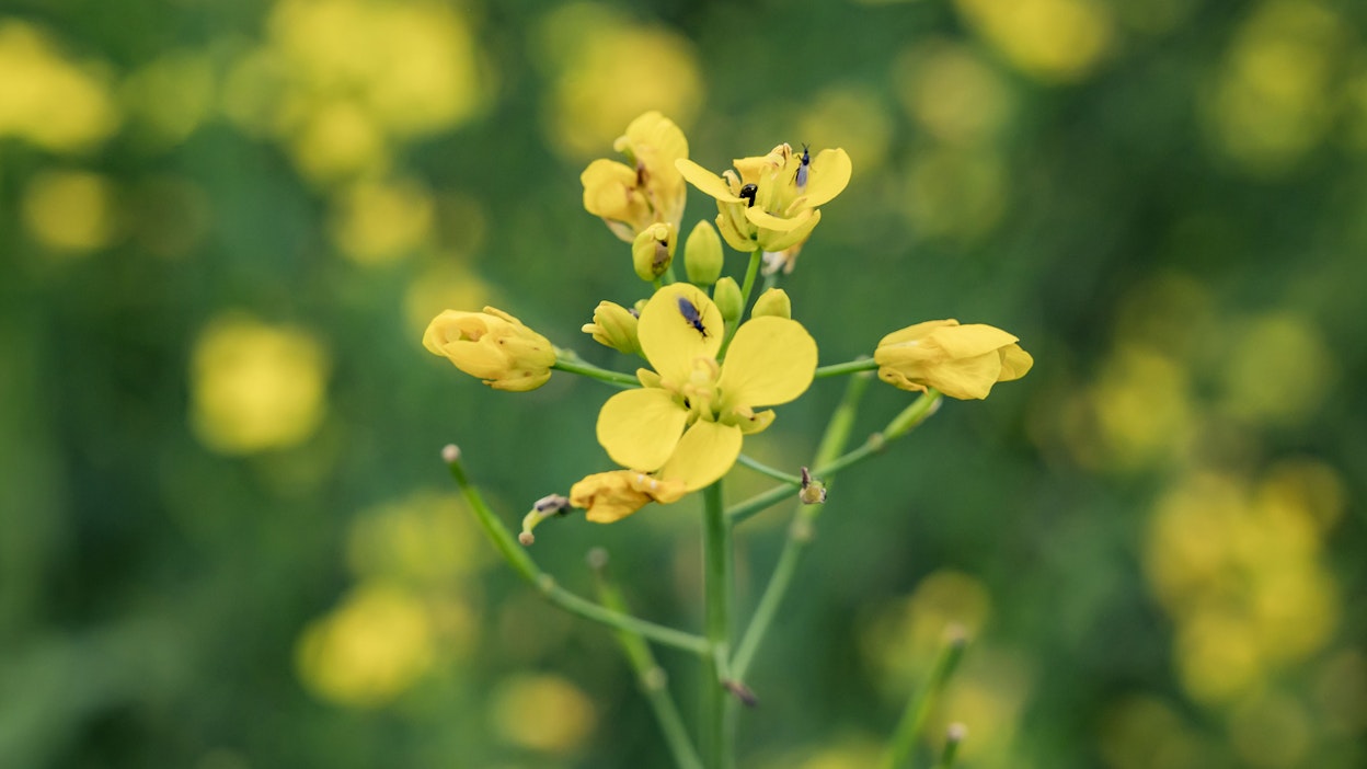 Rypsi kukassa. Kuvituskuva.