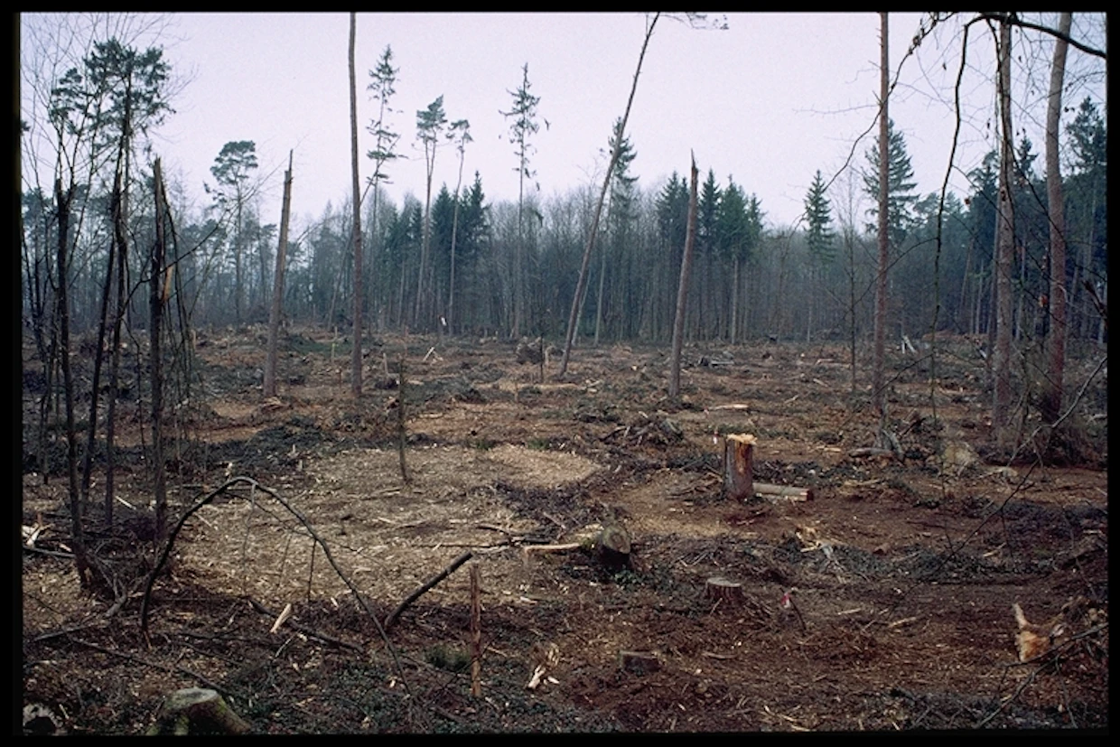Lothar-myrsky tuhosi vuonna 1999 14 miljoonaa kuutiota metsää Sveitsissä.