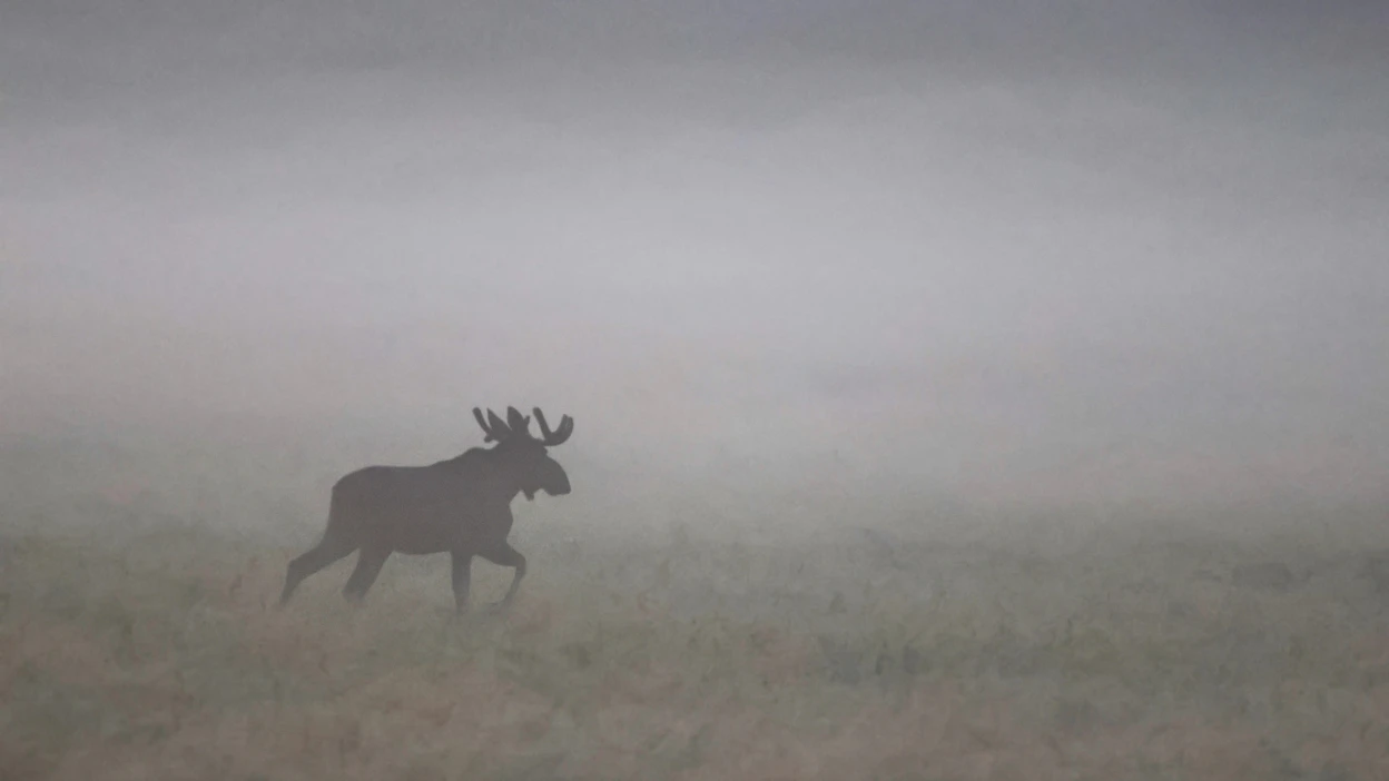 Lapin hirvikanta oli viime metsästyskauden 2025–2026 jälkeen 18 800 hirveä.