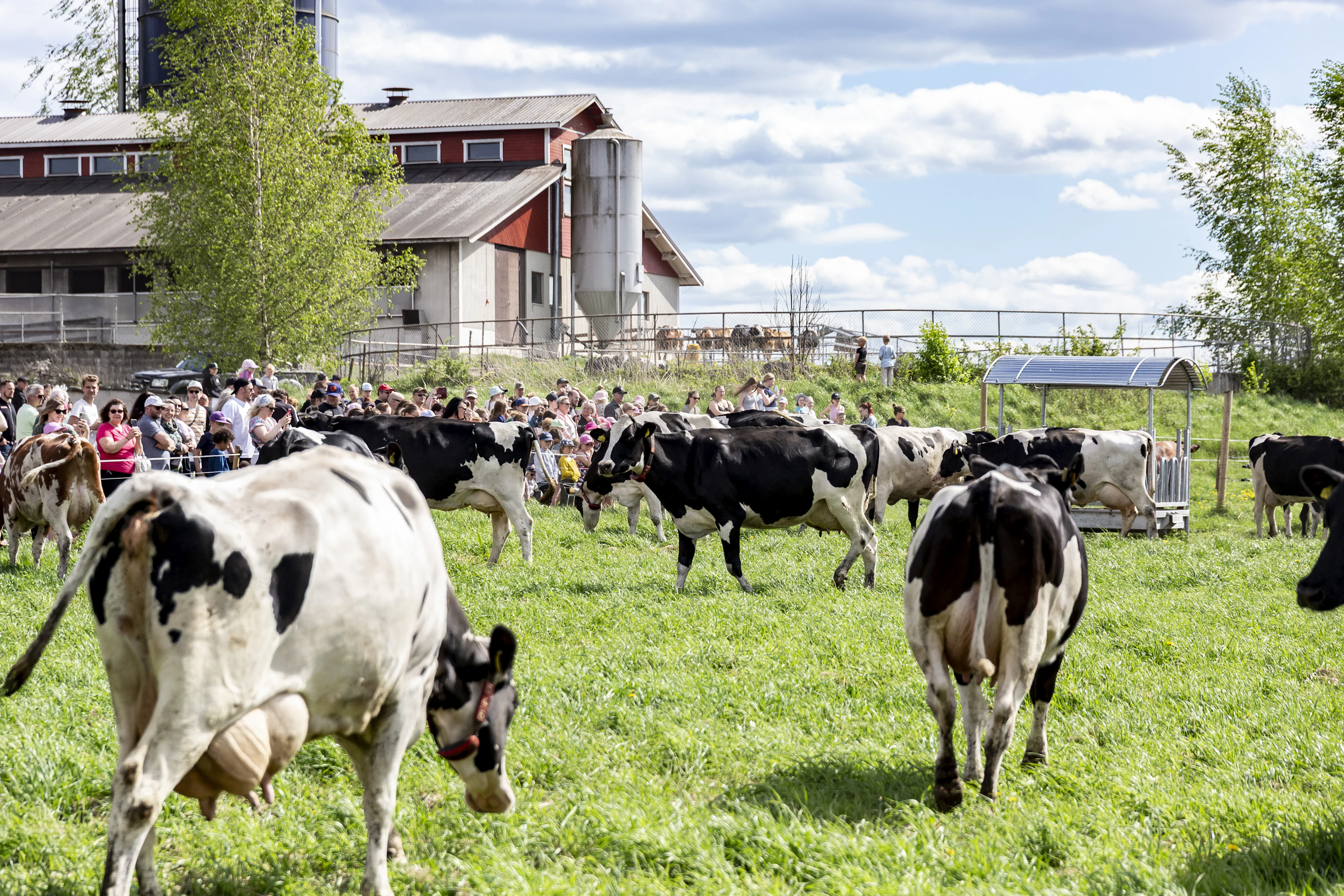 Kaupin tilan laitumellelasku järjestettiin virallisesti kolmatta kertaa.