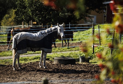 Uusissa asetuksissa on määritelty entistä tarkemmin muun muassa hevosten ruokinnasta ja juottamisesta tarhassa. Kuvituskuva.