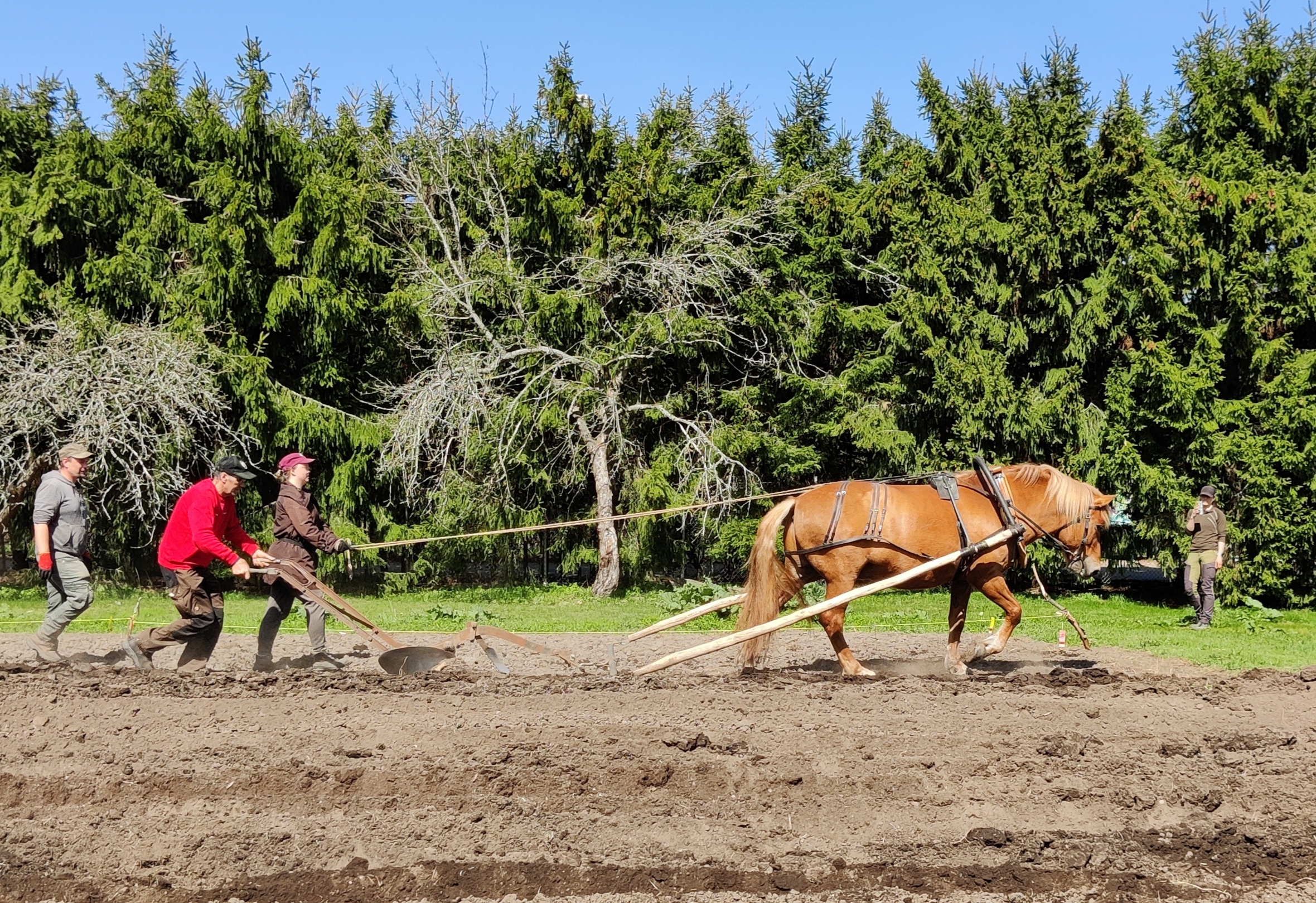 Jens Juul kyntää perinteisellä Fiskarsin 9 -auralla Tuohivirsun kanssa. Ohjissa Anette Menander ja Ilkka Lemmetty seuraa.