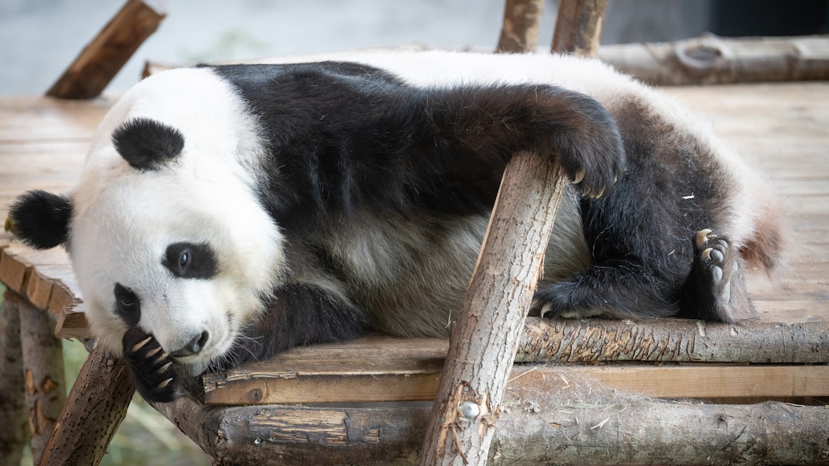 Lumi-panda on yrittänyt poikasia jo useana syksynä. Joko nyt tärppää?