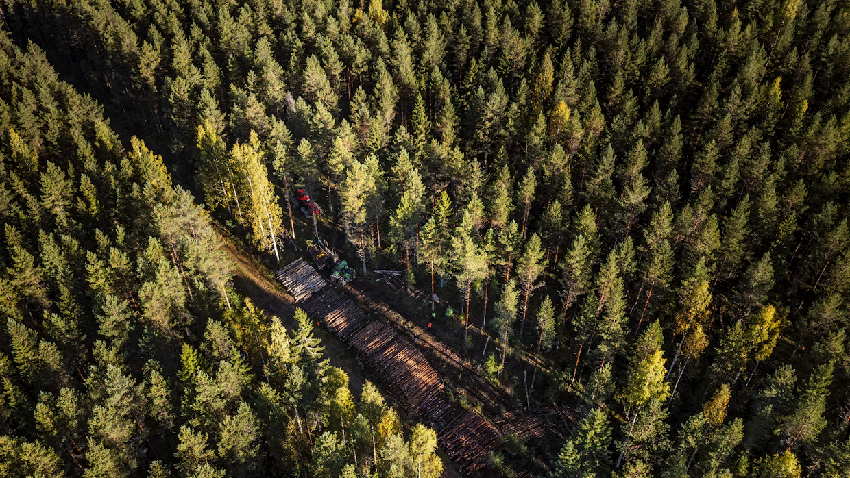 Nuorten metsien kasvattaminen nykyistä tiheämpänä on yksi keino metsien kasvun lisäämiseen.