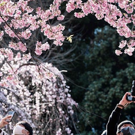 Japanin Tokiossa kirsikkapuut puhkesivat viime keväänä kukkaan 14. maaliskuuta, 10 päivää tavanomaista aikaisemmin. Ihmiset tulivat ihmettelemään kukkaloistoa Ueno-puistoon.