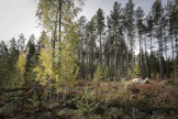 Ennallistamisasetus tavoittelee esimerkiksi metsäekosysteemien luonnon monimuotoisuuden lisäämistä.
