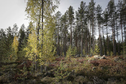Ennallistamisasetus tavoittelee esimerkiksi metsäekosysteemien luonnon monimuotoisuuden lisäämistä.